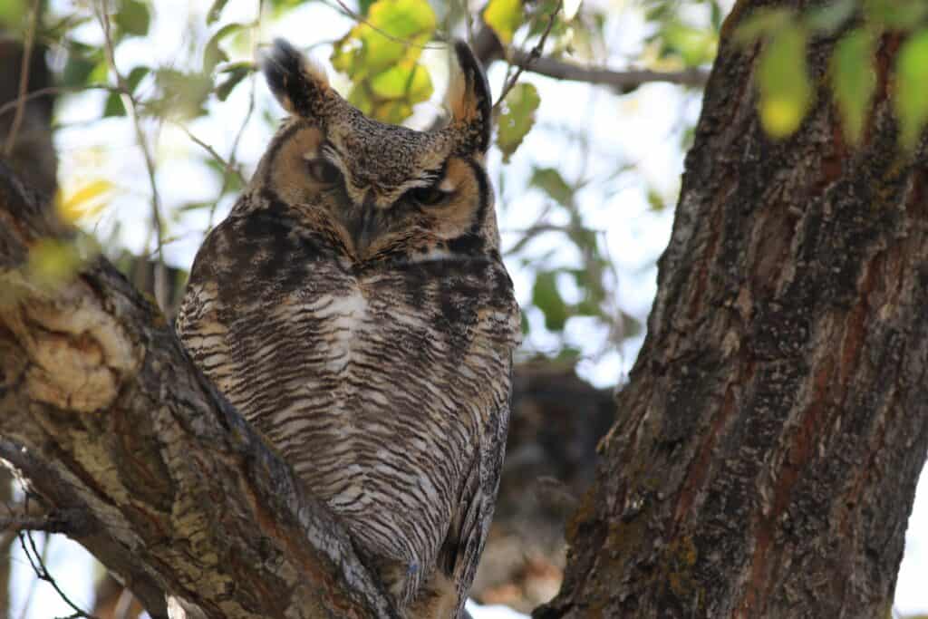 An Owl at the Malheur National Wildlife Refuge